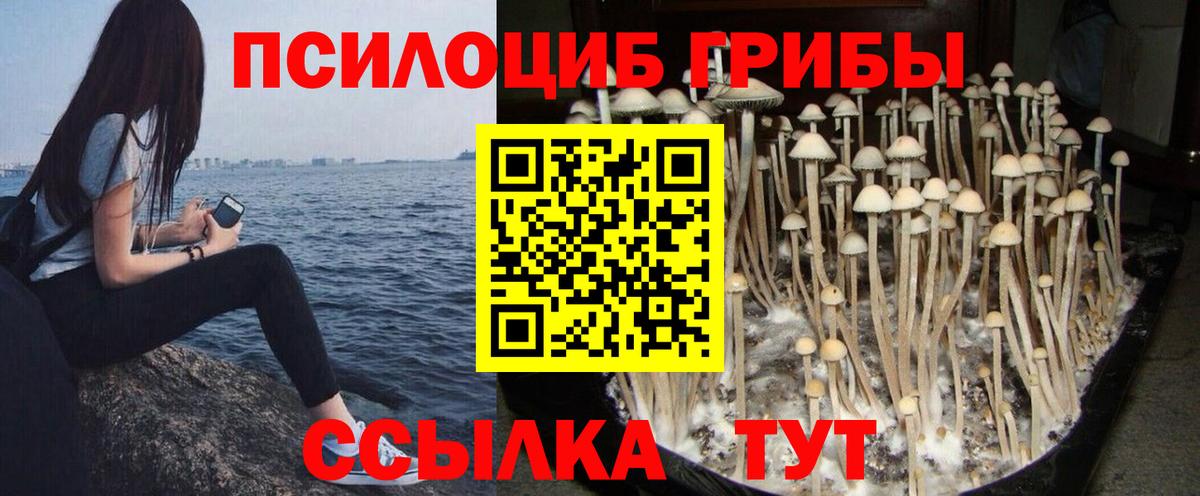 Псилоцибиновые грибы прущие грибы Майкоп